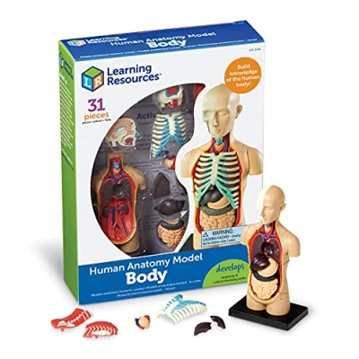 Image de Learning Resources Modèle anatomique Corps humain
