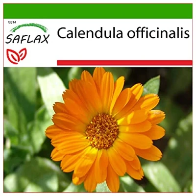 Image de SAFLAX Pot Marygold 50 graines Avec substrat de rempotage pour une meilleure culture Calendula officinalis