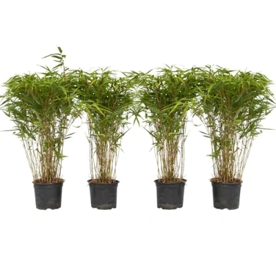 Image de Plant in a Box Fargesia nitida &#039;Gansu&#039; Set de 4 Bambou sacré plante exterieur rustique non traçant Pot 17cm Hauteur 50 70cm