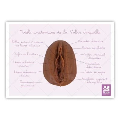 Image de Bivea Schéma anatomique Vulve foncé Jonquille