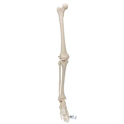 Image de 3B Scientific Squelette du Membre Inférieur + Application anatomie gratuite Smart Anatomy