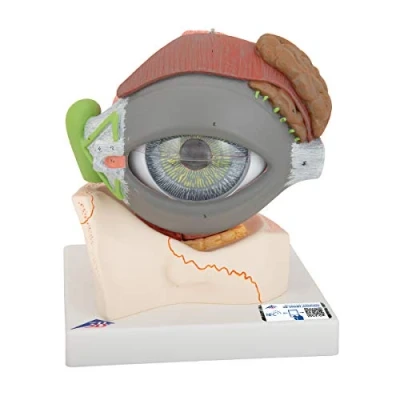 Image de 3B Scientific F12 Œil, Agrandi 5 Fois, en 8 Parties + Application anatomie gratuite Smart Anatomy
