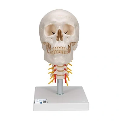 Image de 3B Scientific A20/1 Crâne sur colonne vertébrale cervicale modèle, en 4 parties + Application anatomie gratuite Smart Anatomy