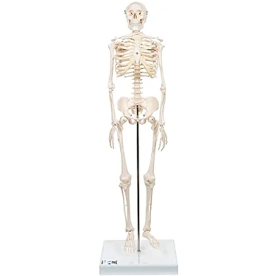 Image de 3B Scientific A18 Mini Squelette &quot;Shorty&quot;, sur Socle + Application anatomie gratuite Smart Anatomy
