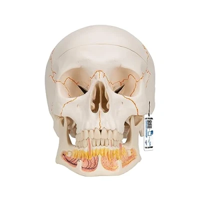 Image de 3B Scientific A22 Crâne classique avec assemblage aimanté mandibule ouverte, en 3 parties + Application anatomie gratuite Smart Anatomy