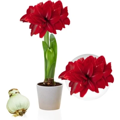 Image de Amaryllis Double Dark Red bulbe, 1 bulbe grand format 26/30, Exclusif, bulbes, plantes et fleurs de Hollande, Véritable d&#039;Hippeastrum (pas graines, cire non artificiel)