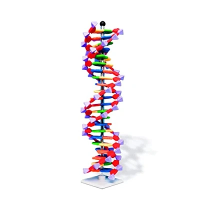 Image de Molymod Modèle de double hélice d&#039;ADN, 22 segments, kit miniDNA