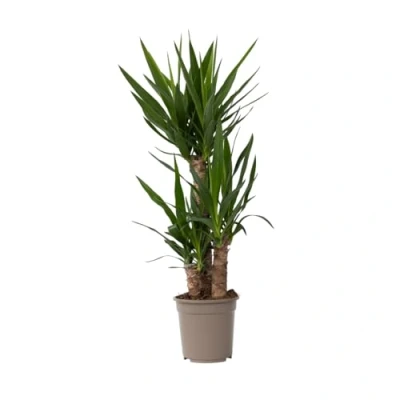Image de Plant in a Box Yucca Éléphantipes Palmier plante d&#039;intérieur grande Pot 21cm Hauteur 70 80cm