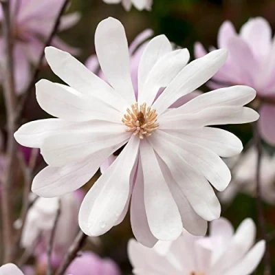 Image de Magnolia Merrill, arbuste à fleurs caduques prêt pour le jardin extérieur, dans un pot de plantation 9 cm.