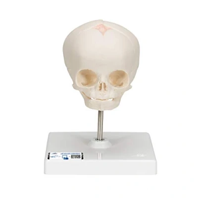 Image de 3B Scientific A26 Crâne de Fœtus, sur Support + Application anatomie gratuite Smart Anatomy