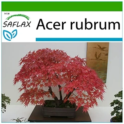Image de SAFLAX Bonsaï Érable rouge 20 graines Avec substrat de rempotage pour une meilleure culture Acer rubrum