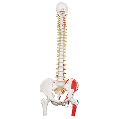 Image de 3B Scientific A58/3 Colonne Vertébrale Classique Flexible Peinte avec des Moignons de Fémur + Application anatomie gratuite Smart Anatomy