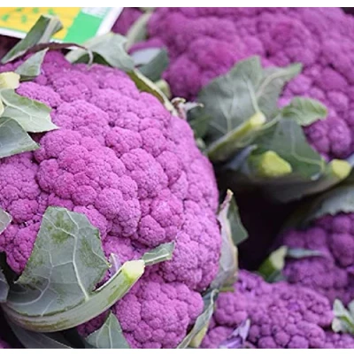 Image de 100 Graines de Chou Fleur Violet jardins potager légumes rare semences paysannes reproductibles SemiSauvage