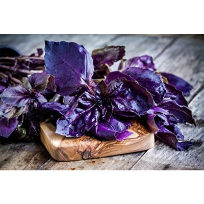 Image de 150 Graines de Basilic Pourpre plante aromatique semences paysannes reproductibles SemiSauvage