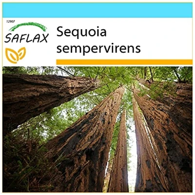 Image de SAFLAX coffret Cadeau Séquoia côtier 50 graines Avec cadeau, carte, étiquette et substrat de rempotage Sequoia sempervirens