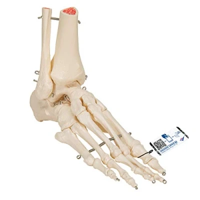 Image de 3B Scientific Squelette du Pied avec Moignon Tibia/Péroné sur Fil de Fer + Application anatomie gratuite Smart Anatomy