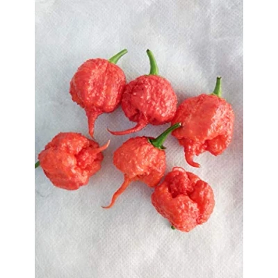 Image de GRAINES DE PIMENT CAROLINA REAPER HP22B BIG MAMA MUSTARD BHUT JOLOKIA RED