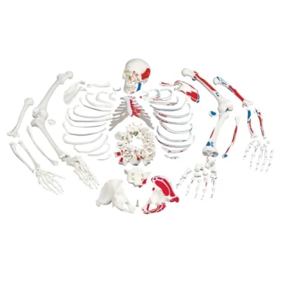 Image de 3B Scientific A05/2 Squelette démonté avec représentation des muscles + Application anatomie gratuite Smart Anatomy