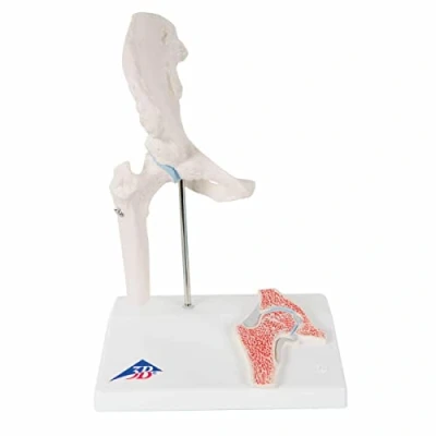 Image de 3B Scientific A84/1 Mini Articulation de la Hanche avec Coupe Transversale, sur Socle + Application anatomie gratuite Smart Anatomy