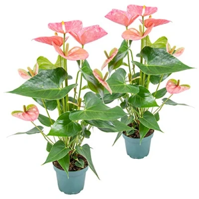 Image de 2x Anthurium &#039;Aristo&#039; Rose Plante Flamingo Entretien facile âŒ12 cm â†30 40