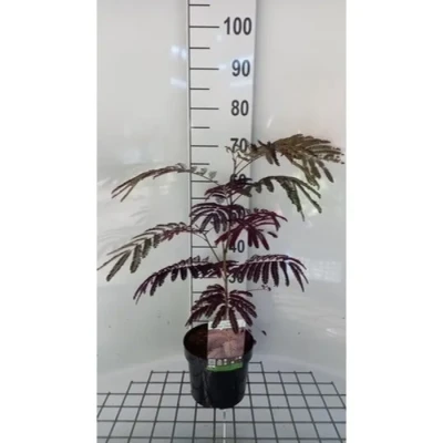 Image de Albizia jul. &#039;Summer Chocolate&#039;® Arbre À Soie Chocolate&#039;, Acacia De Constantinople 40 50 cm en pot