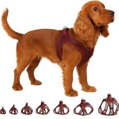 Image de Flamingo Harnais pour Chien Step&amp;Go Bento Aubergine M A:30 35cm B:41 44cm x 3mm Réglable avec Bandes Réfléchissantes Idéal Spitz Nain, Bichon Maltais, Yorkshire &amp; Caniche Toy