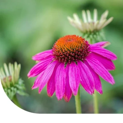 Image de Échinacée Pourpre &#039;Echinacea Purpurea&#039; 100 Grammes ±18.000 Graines MRS Seeds &amp; Mixtures