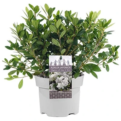 Image de AZALEE DU JAPON BLANCHE ARBUSTE À FEUILLES PERSISTANTES PLANTE DE JARDIN RUSTIQUE EN 2L POT x 1