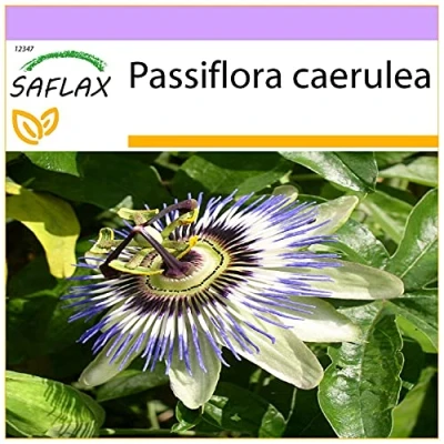 Image de SAFLAX Passiflore 25 graines Passiflora caerulea