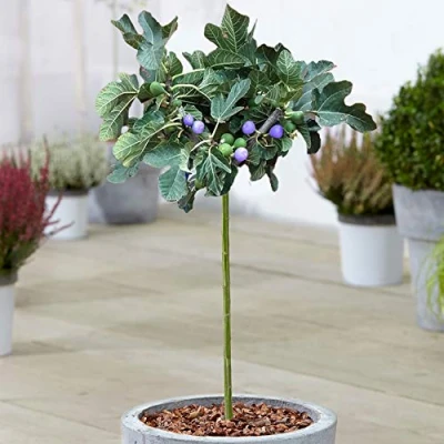 Image de Ficus Brown Turkey Figuier en pot à feuilles caduques pour petits jardins et bordures
