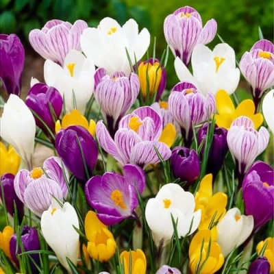 Image de mélange de bulbes crocus géants, 50 exclusifs, 5 variétés Hollande, véritables bulbes/fleurs/bulbes vivaces et résistants à l&#039;hiver (pas graines)