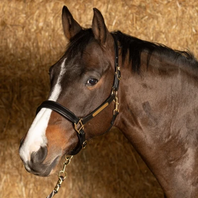 Image de Harry&#039;s Horse Licol en cuir anatomique Cob Noir
