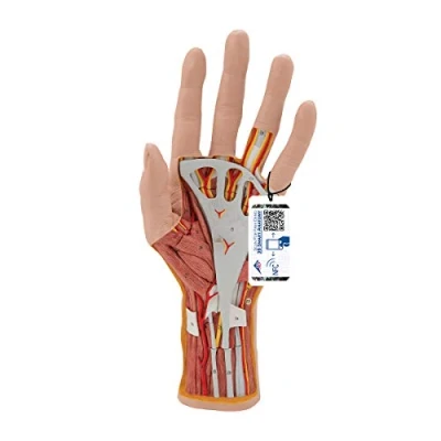 Image de 3B Scientific M18 Modèle de la Structure Main, en 3 Parties + Application anatomie gratuite Smart Anatomy