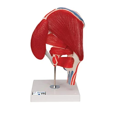 Image de 3B Scientific A881 Articulation Coxofémorale, 7 Pièces + Application anatomie gratuite Smart Anatomy