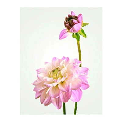 Image de Komar P066 30 x 40 cm Tableau Mural avec Cadre Motif Dahlia (Largeur Hauteur)