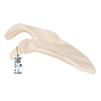 Image de 3B Scientific Modèle Anatomique Omoplate + Application anatomie gratuite Smart Anatomy