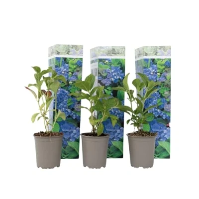 Image de Plant in a Box Hydrangea macrophylla Bleu Set de 3 Hortensia Pot 9cm Hauteur 25 40cm