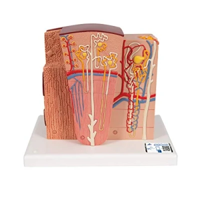 Image de 3B Scientific K13 Rein MICROanatomy + Application anatomie gratuite Smart Anatomy