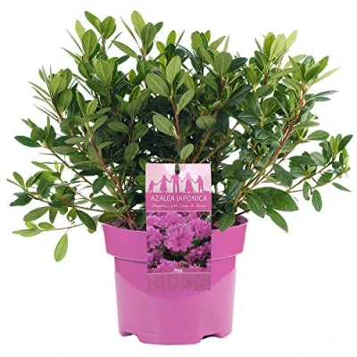 Image de Azalée du Japon rose Plante arbustive d&#039;extérieur à feuillage persistant en pot de 2L