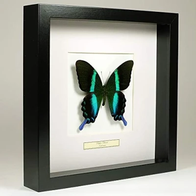 Image de Papilio Blumei Peacock Butterfly Vrai Papillon de taxidermie monté sous Verre dans Un Cadre Fait Main en Bois Noir