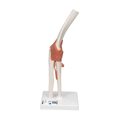 Image de 3B Scientific A83 Articulation du Coude, Modèle Fonctionnel + Application anatomie gratuite Smart Anatomy