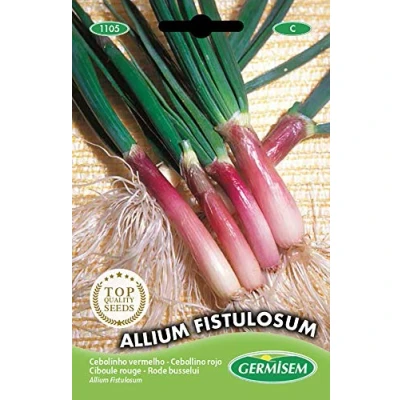 Image de Germisem graines Ciboule rouge ALLIUM FISTULOSUM