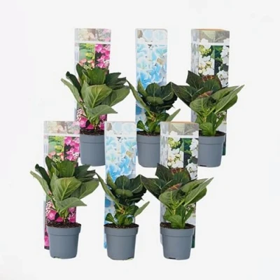 Image de Plant in a Box Hydrangea macrophylla Teller &#039;Nizza&#039;, &#039;Red Bull&#039;, &#039;Benxi&#039; Set de 6 Hortensia jardin Pot 9cm Hauteur 25 40cm