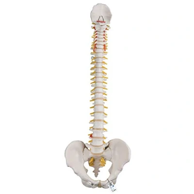 Image de 3B Scientific A58/1 Colonne Vertébrale Classique Flexible + Application anatomie gratuite Smart Anatomy