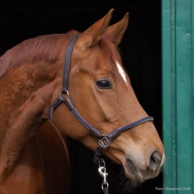 Image de Kavalkade rope halter set Cavo