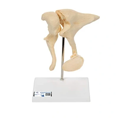 Image de 3B Scientific A100 Osselets, Grossissement 20X BONE + Application anatomie gratuite Smart Anatomy