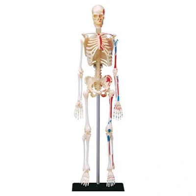 Image de Explora Squelette Anatomie du Corps Humain 546059 Modèle Réaliste de 46 Pièces Notice d&#039;Assemblage et Quiz Éducatif Kit Découverte Jeu pour Enfant Scientifique À Partir 8 Ans