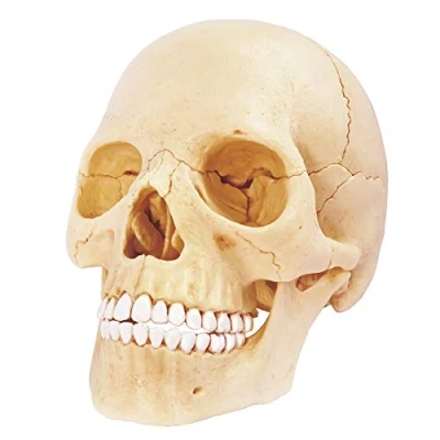Image de Explora Crane Anatomie du Corps Humain 546086 Modèle Réaliste de 17 Pièces Notice d&#039;Assemblage et Quiz Éducatif Kit Découverte Jeu pour Enfant Scientifique À Partir 8 Ans
