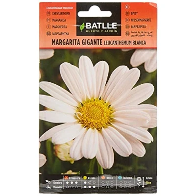 Image de Marguerite Blanche LEUCANTENUM