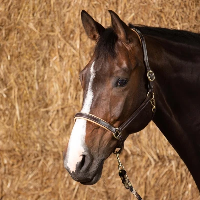 Image de Harry&#039;s Horse Élégance en cuir licol Pony Marron